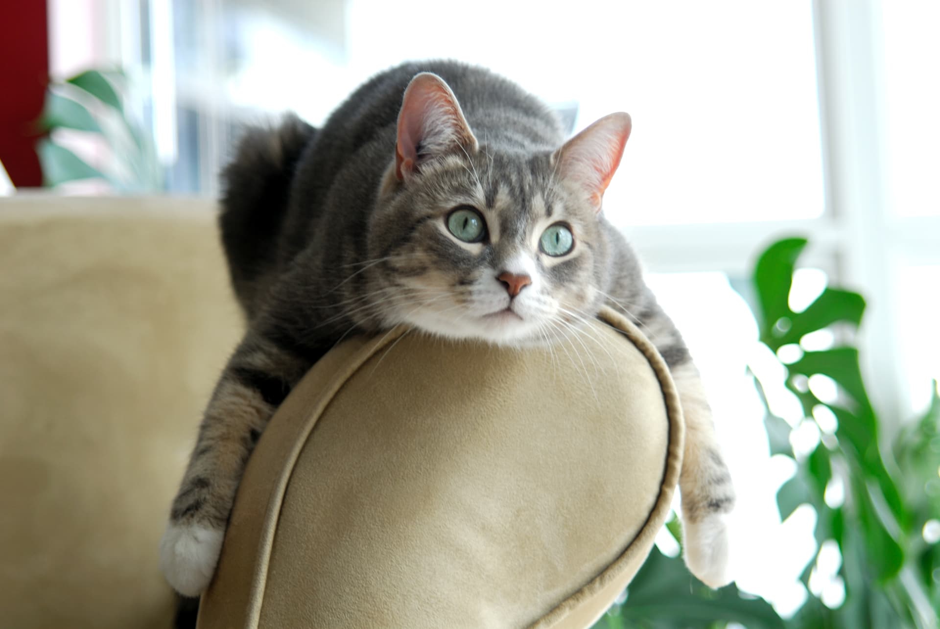 Roheliste silmadega tabby-kass lebamas toolil aknalaua juures, taustal toataimed